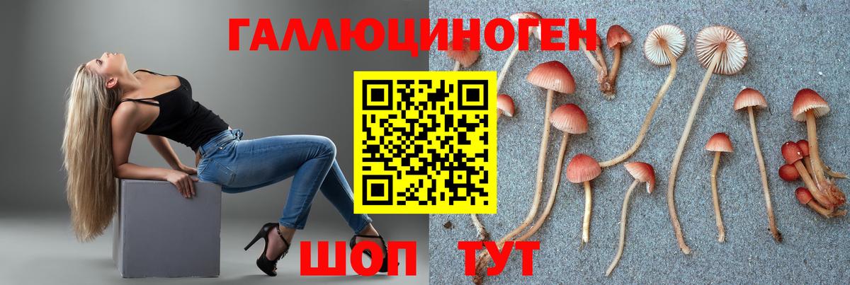 Псилоцибиновые грибы Psilocybe Гулькевичи